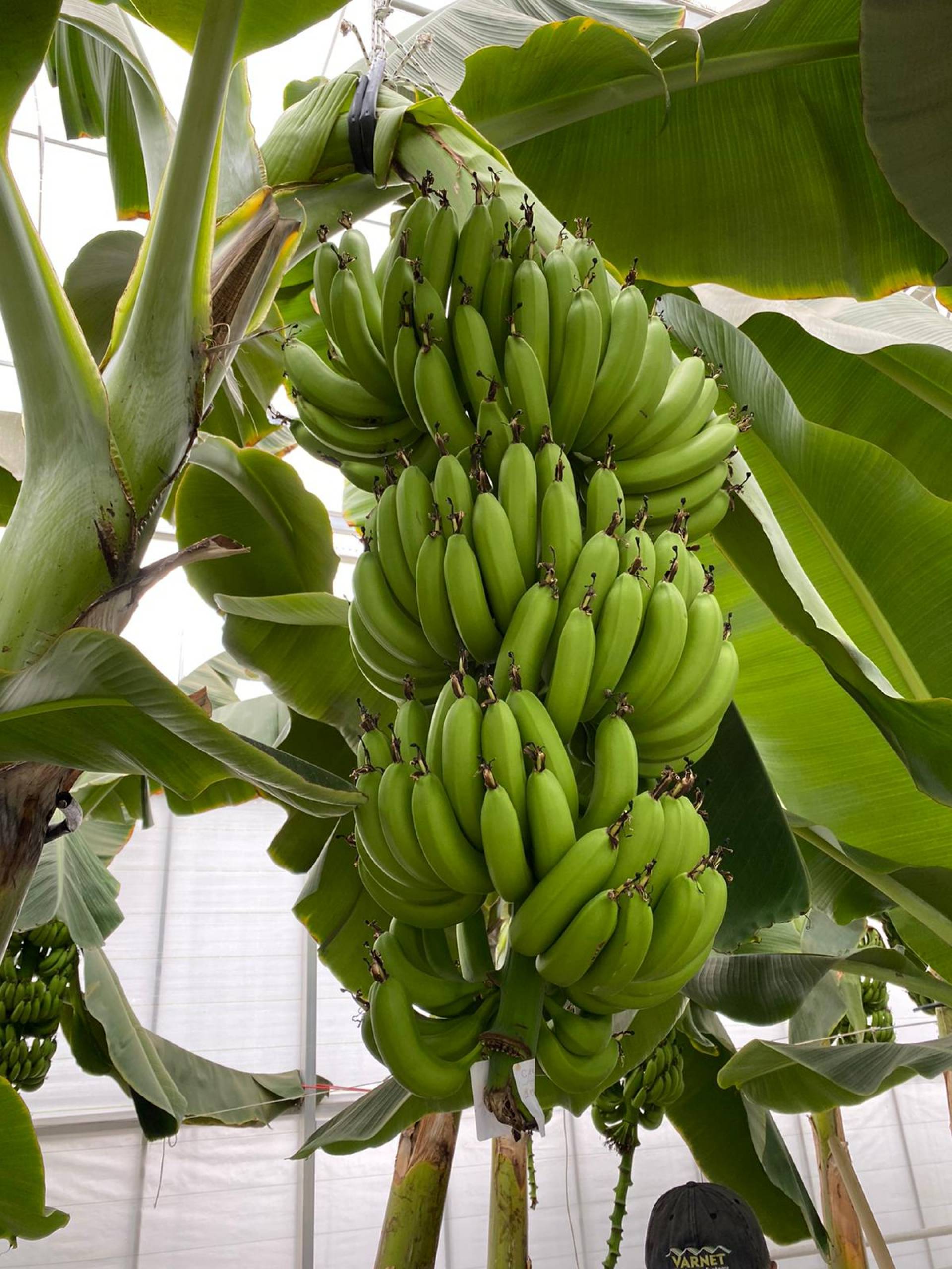 Мы успешно завершили наш проект по выращиванию бананов с использованием техники гидропонного выращивания в горшках.